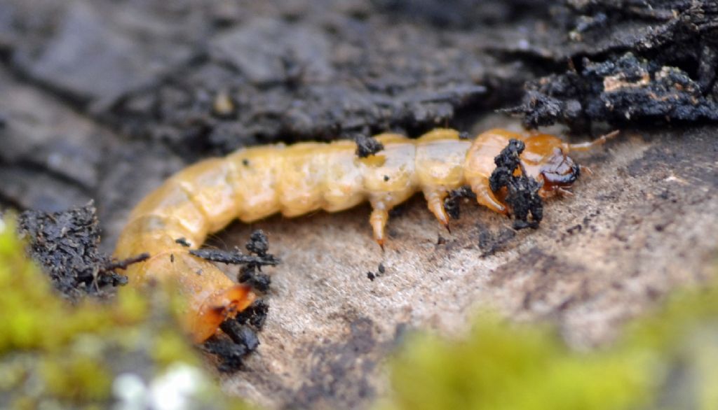 Larva di Pyrochroa sp.